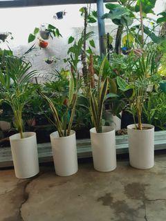 Indoor plants set of 4pots