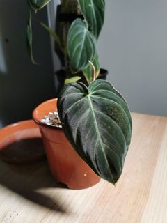 （分類：）位於 。 由 CPlants 提交（商品編號 1161339121，圖片 1）。簡介： 。