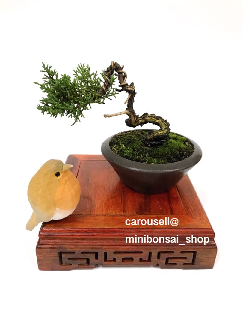 紀州真柏 小品盆景 傢俬 家居 園藝 植物及種子 Carousell