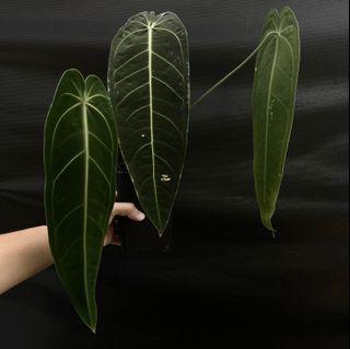 Anthurium waroquenum (4 leaves)
