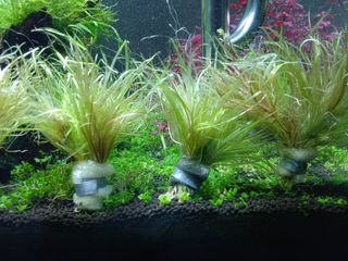(Category: ) located in . Submitted by vonjon (Listing ID 1161248437, Image 1). Description: .
