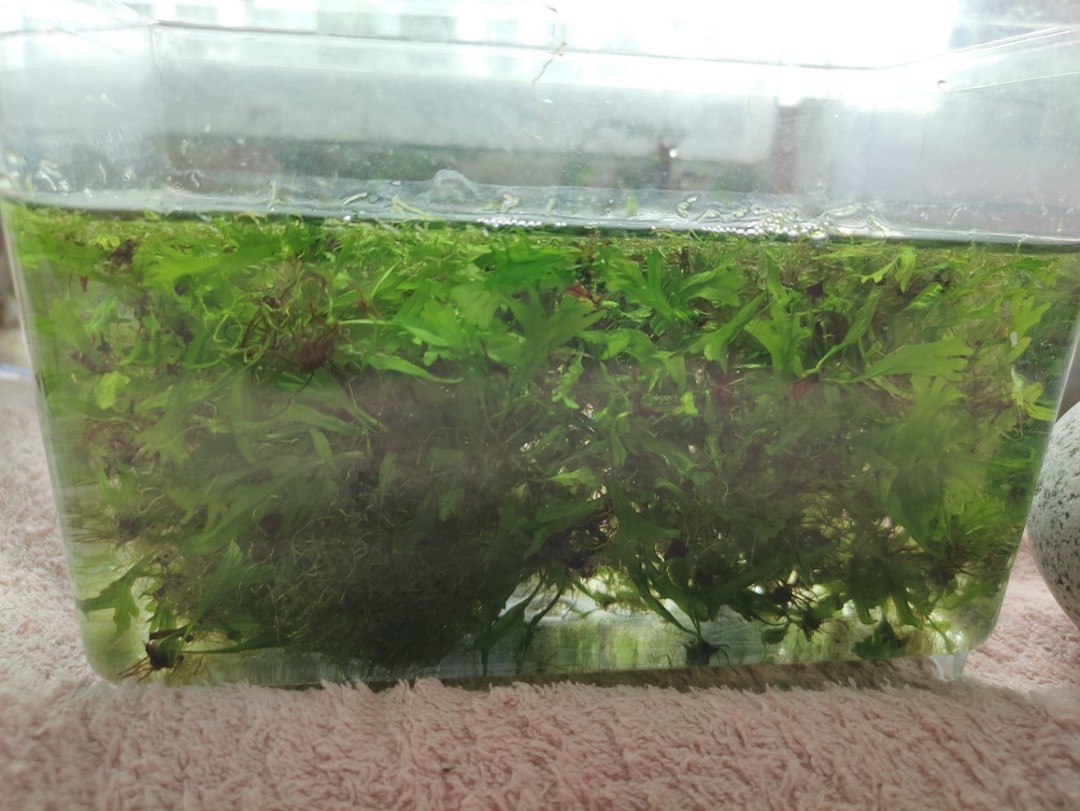 FREE Aquarium Plants, Furniture & Home Living, Gardening, Plants