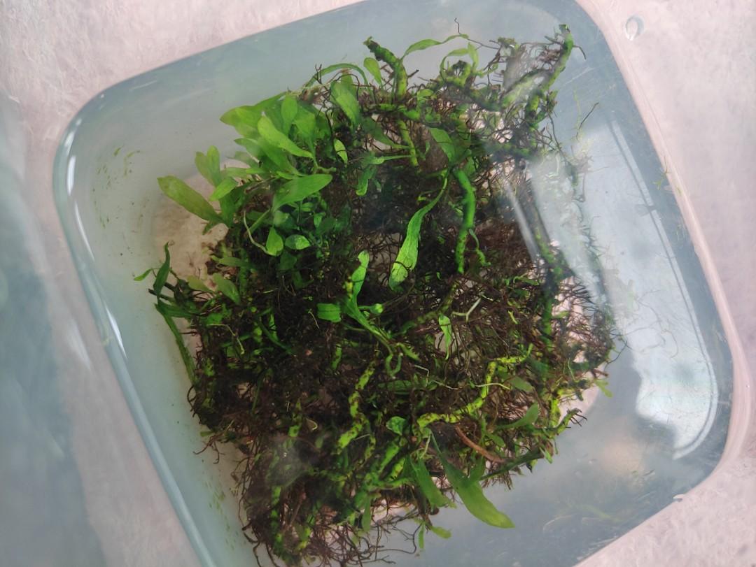 FREE Aquarium Plants, Furniture & Home Living, Gardening, Plants