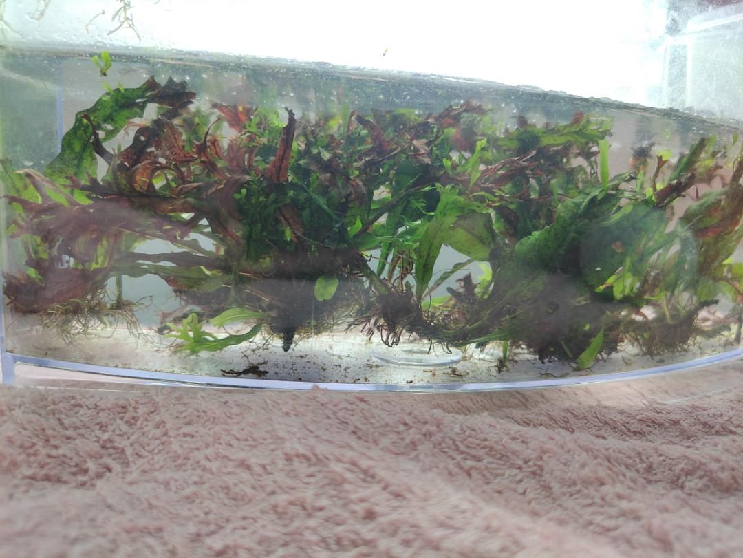 FREE Aquarium Plants, Furniture & Home Living, Gardening, Plants