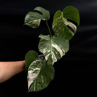 Monstera albo (5 leaves)