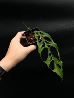 (Category: ) located in . Submitted by thebotanicalassembly (Listing ID 1161471165, Image 1). Description: .