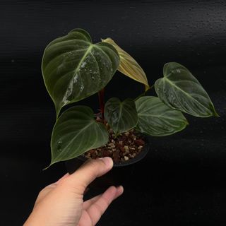 (Category: ) located in . Submitted by thebotanicalassembly (Listing ID 1161470215, Image 1). Description: .