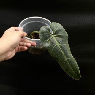 (Category: ) located in . Submitted by thebotanicalassembly (Listing ID 1161473659, Image 1). Description: .