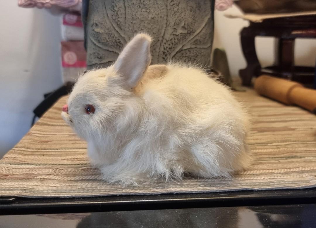 Rabbit (Category: Vintage Collectibles) located in Singapore. Submitted by beyondcynthia (Listing ID 1161445421, Image 3). Description: Length 15cm. Super soft fur. Vintage from 70s/80s. Pick up from Beauty World MRT area. #pet #Zodiac rabbit #toy rabbit #clearance #quick sale #home deco.