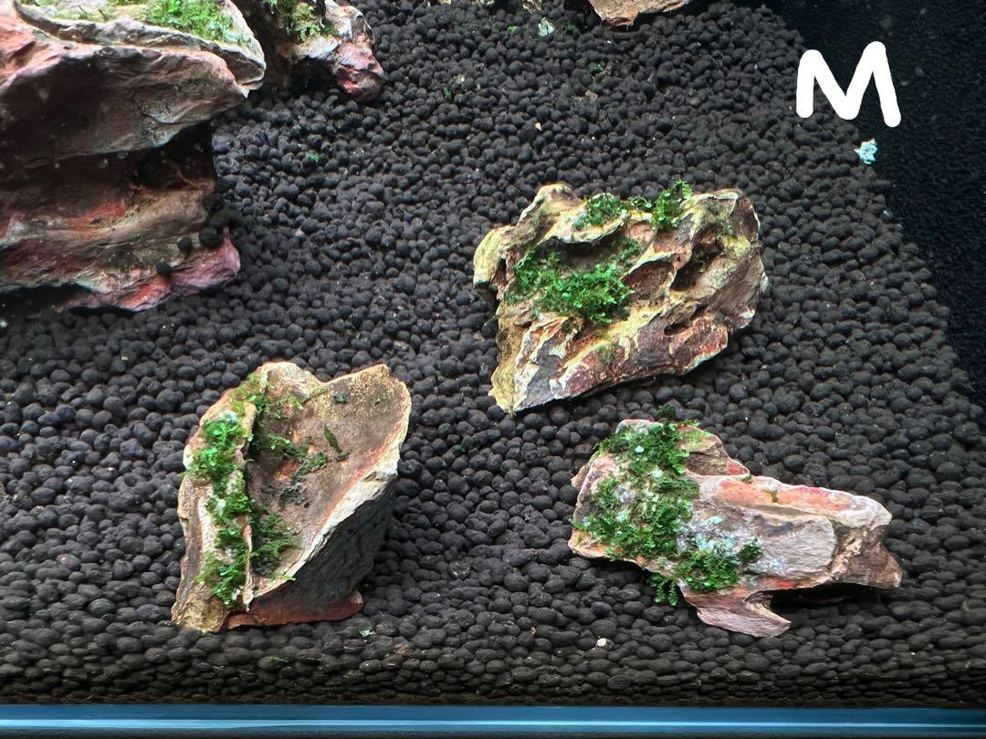 Rare crystal moss on dragonstone, Furniture & Home Living, Gardening