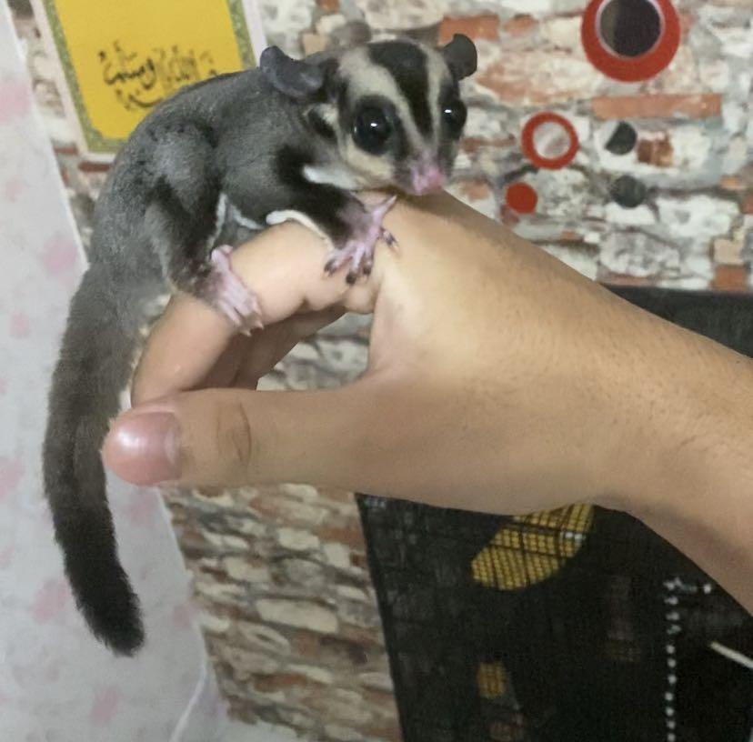 Sugar glider harga boleh nego Pet Supplies Homes Other Pet