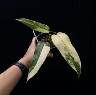 Variegated Philodendron domesticum