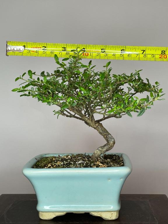 ◇◇アオハダ 山取 ◇◇589