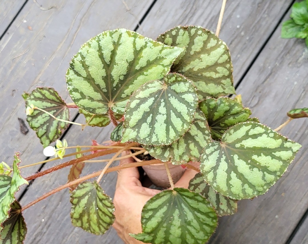 Begonia luzonensis, Furniture & Home Living, Gardening, Plants & Seeds on  Carousell