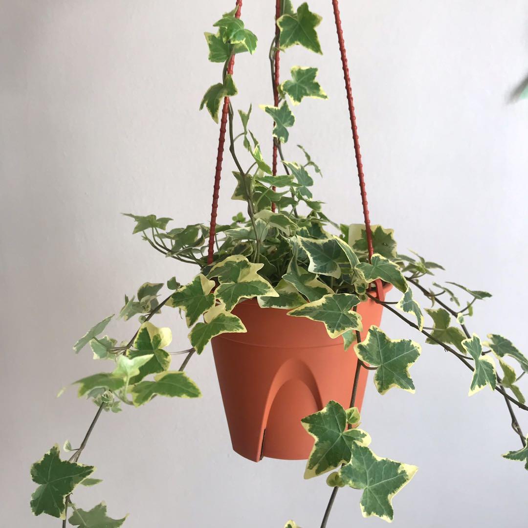 English Ivy, Furniture & Home Living, Gardening, Plants & Seeds on ...