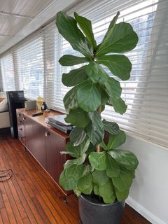 （分類：）位於 。 由 arrobazz 提交（商品編號 1158387802，圖片 1）。簡介： 。