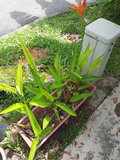 (Category: ) located in . Submitted by jyng1 (Listing ID 1158384808, Image 1). Description: .