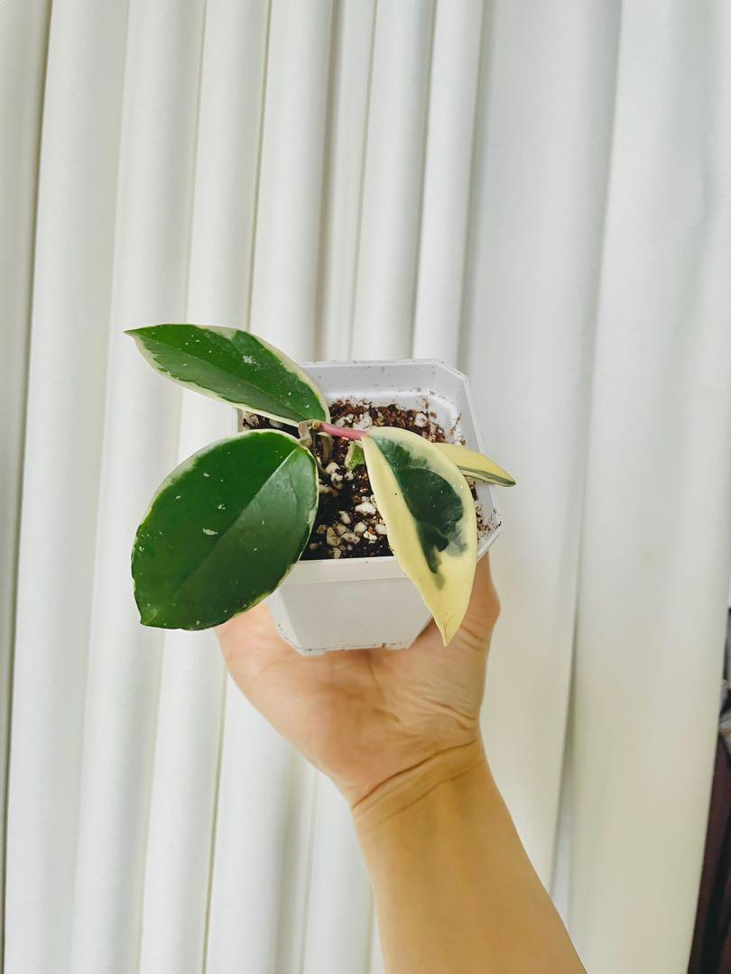 Hoya Carnosa Tricolor 三色毬蘭 球蘭 網紅觀葉植物 新手植物盆栽 傢俬 家居 園藝 植物及種子on Carousell Hoya Carnosa Tricolor 三色毬蘭 球蘭 網紅觀葉植物 新手植物盆栽 傢俬 家居 園藝 植物及種子on Carousell