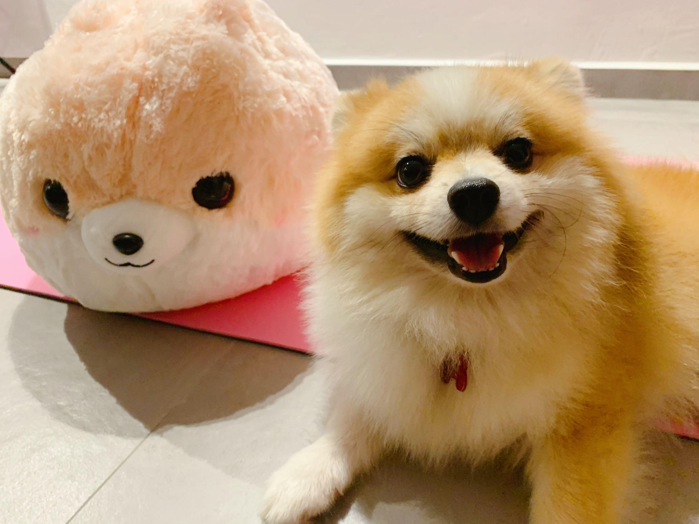 Pomeranian discount soft toy