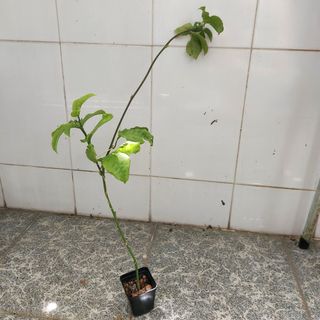 (Category: ) located in . Submitted by yjinghan (Listing ID 1096966878, Image 1). Description: .