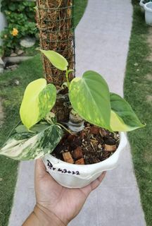 (Category: ) located in . Submitted by planttalkph (Listing ID 1158435147, Image 1). Description: .