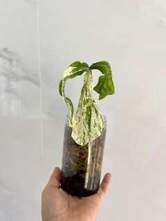 （分類：）位於 。 由 wy0089 提交（商品編號 1161638046，圖片 1）。簡介： 。