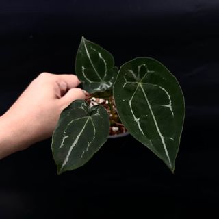 (Category: ) located in . Submitted by thebotanicalassembly (Listing ID 1161667530, Image 1). Description: .