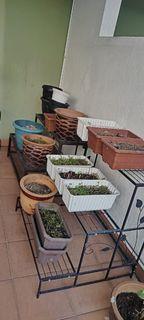 Flower pots and metal frame