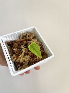 （分類：）位於 。 由 wy0089 提交（商品編號 1161684434，圖片 1）。簡介： 。