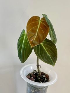 （分類：）位於 。 由 wy0089 提交（商品編號 1161637371，圖片 1）。簡介： 。