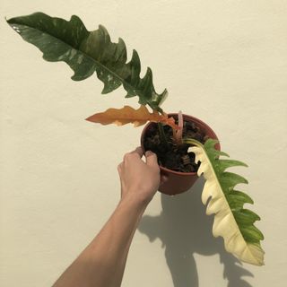 (Category: ) located in . Submitted by plant.anything (Listing ID 1160671619, Image 1). Description: .
