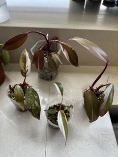 （分類：）位於 。 由 plantsboss 提交（商品編號 1161676499，圖片 1）。簡介： 。