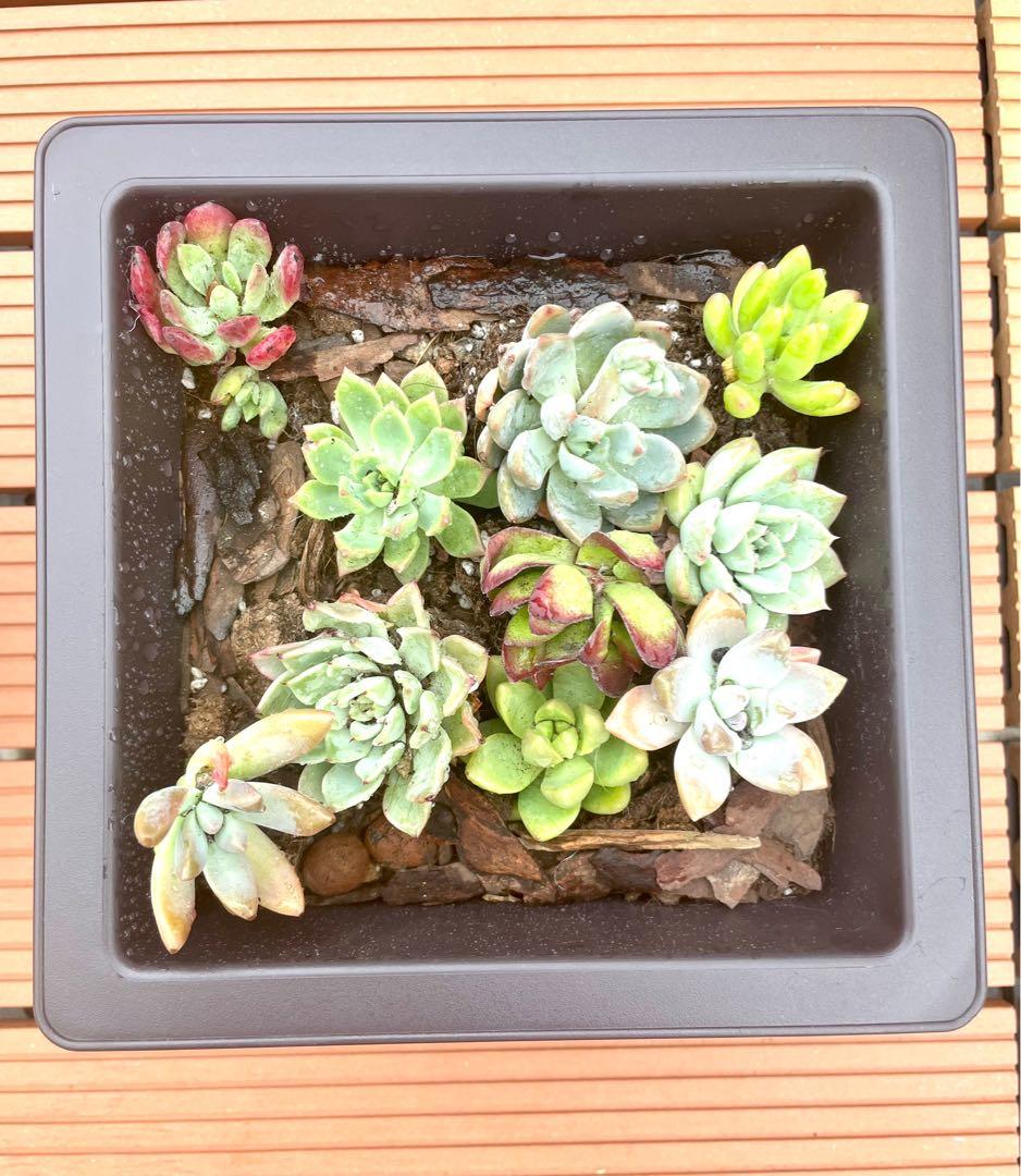 多肉植物拼盆succulent Plants 10 種3 4cm 可做微觀盆景 傢俬 家居 園藝 植物及種子on Carousell
