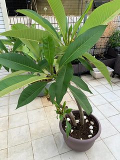 （分類：）位於 。 由 v844jfm2fr 提交（商品編號 1161881800，圖片 1）。簡介： 。