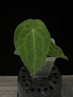 (Category: ) located in . Submitted by butmostlyplants (Listing ID 1161873207, Image 1). Description: .