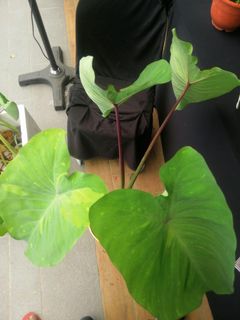 (Category: ) located in . Submitted by pauletarvind (Listing ID 1161868990, Image 1). Description: .