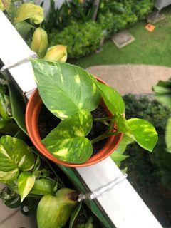 Golden Pothos/ Money Plant/ Houseplant