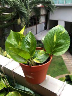 Golden Pothos/ Money Plant/ Houseplant