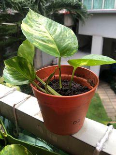 Golden Pothos/ Money Plant/ Houseplant