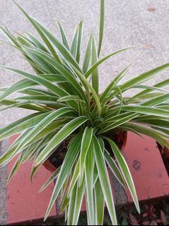 (Category: ) located in . Submitted by herb_garden (Listing ID 1136800026, Image 1). Description: .