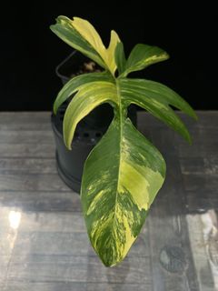 (Category: ) located in . Submitted by butmostlyplants (Listing ID 1161858608, Image 1). Description: .