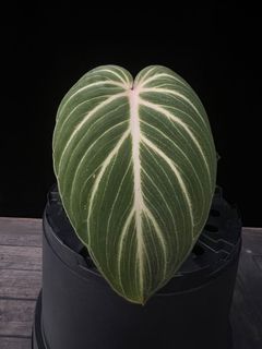 (Category: ) located in . Submitted by butmostlyplants (Listing ID 1161865637, Image 1). Description: .