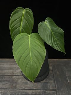 (Category: ) located in . Submitted by butmostlyplants (Listing ID 1161902427, Image 1). Description: .