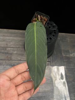 (Category: ) located in . Submitted by butmostlyplants (Listing ID 1161870930, Image 1). Description: .
