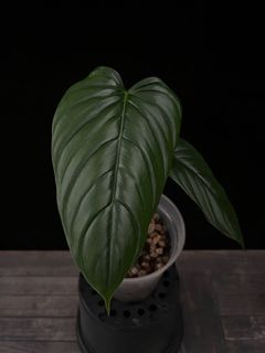 (Category: ) located in . Submitted by butmostlyplants (Listing ID 1161877430, Image 1). Description: .
