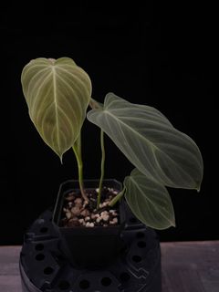 (Category: ) located in . Submitted by butmostlyplants (Listing ID 1161877206, Image 1). Description: .
