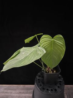 (Category: ) located in . Submitted by butmostlyplants (Listing ID 1161902791, Image 1). Description: .