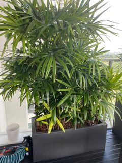 (Category: ) located in . Submitted by salesmonkey (Listing ID 1161799959, Image 1). Description: .