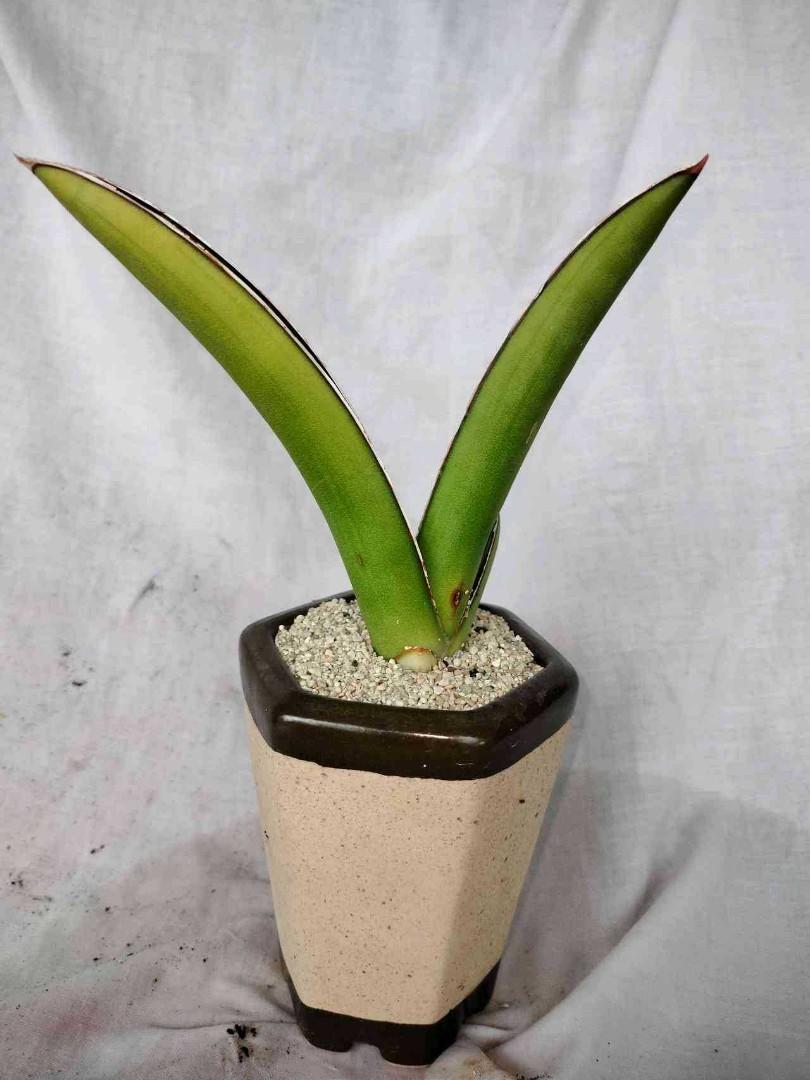 Sansevieria Samurai Salaf Variegated Bare Rooted 32528 Y 6373 Furniture And Home Living 