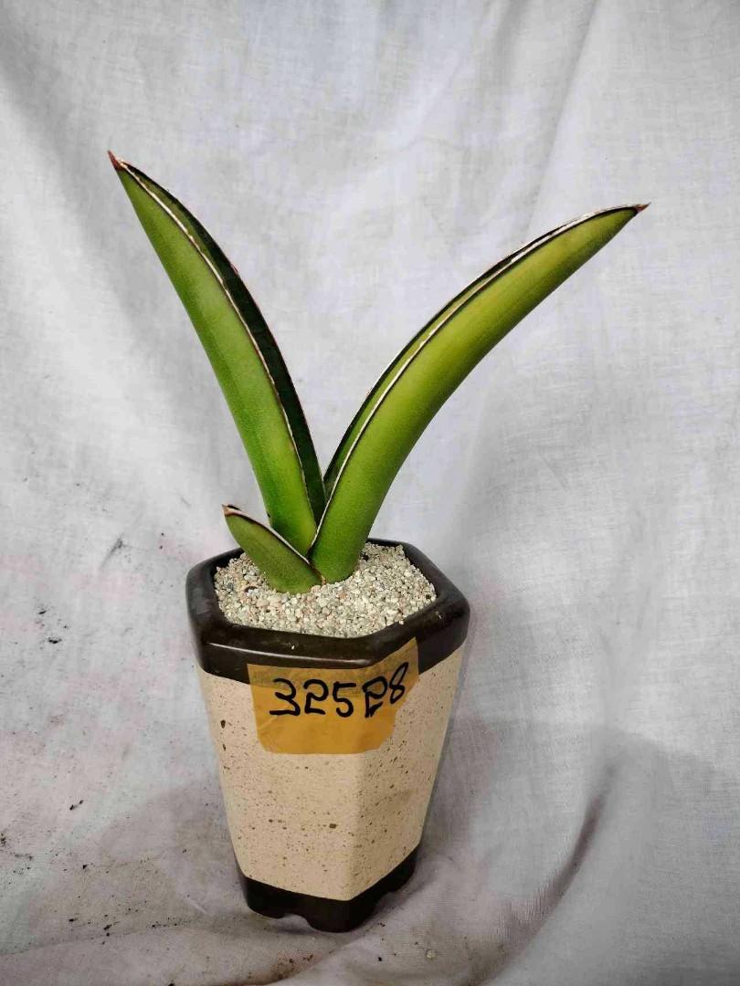 Sansevieria Samurai Salaf Variegated Bare Rooted 32528 Y 6373 Furniture And Home Living 